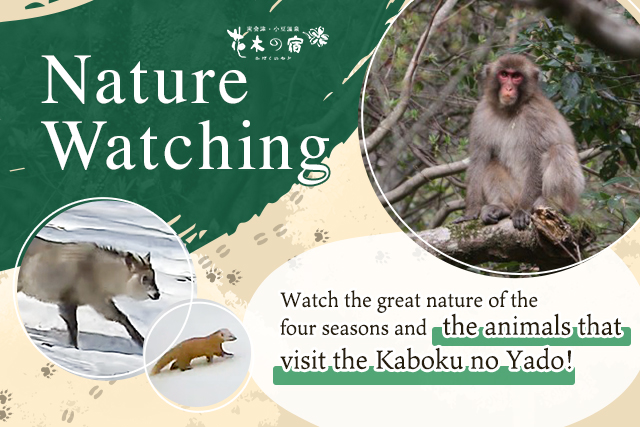 Nature Watching image