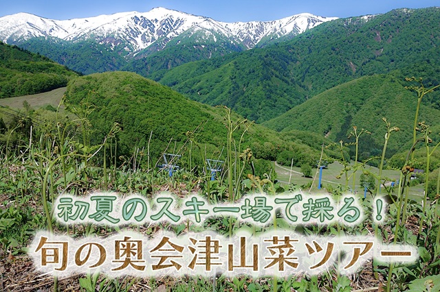 山菜採りプラン